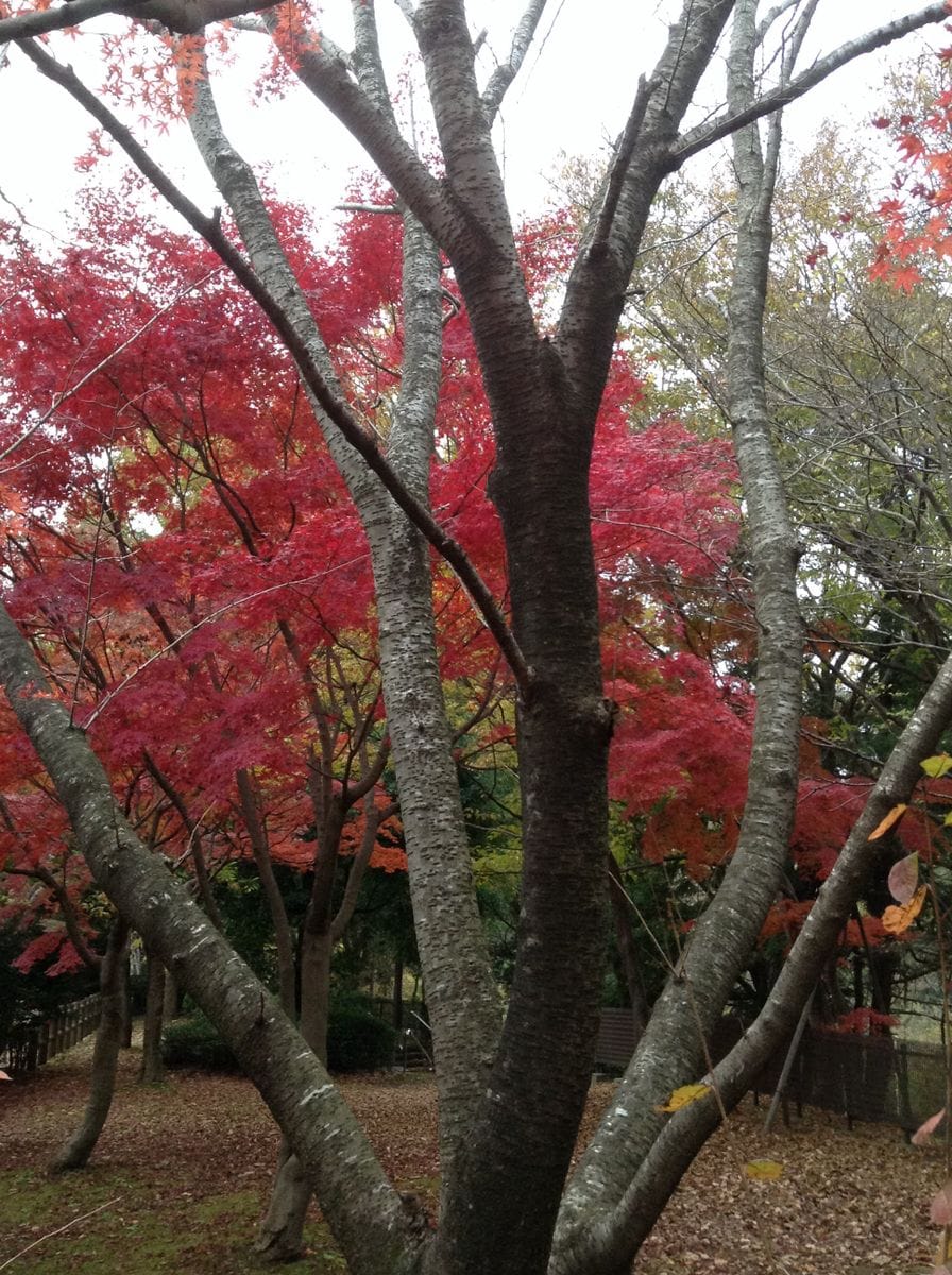 紅葉真っ盛りですが…………曇りです。