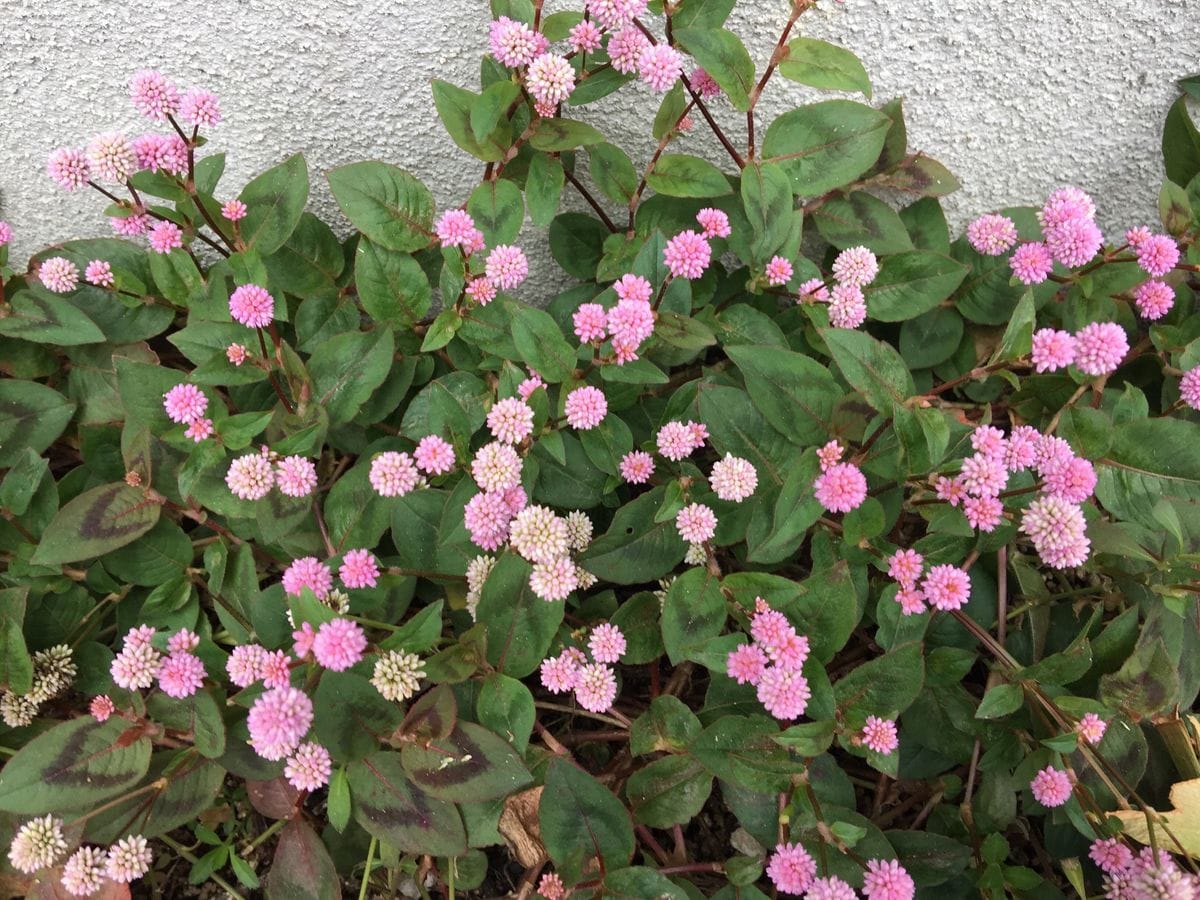 今日の花