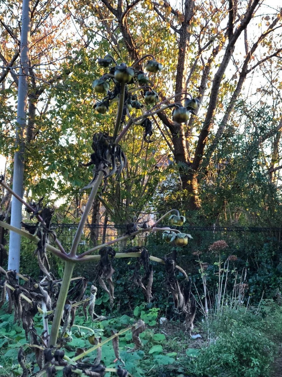 フルール公園は真っ黒けのケ！