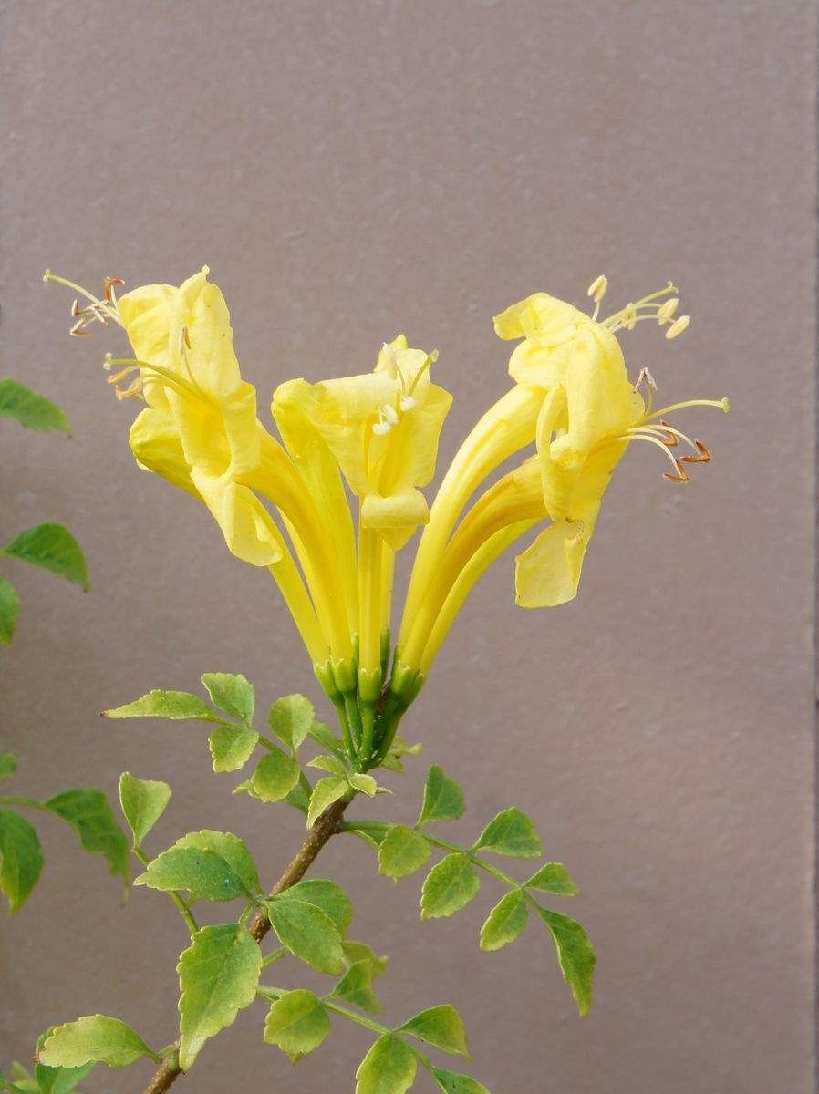 今日はまだ雨