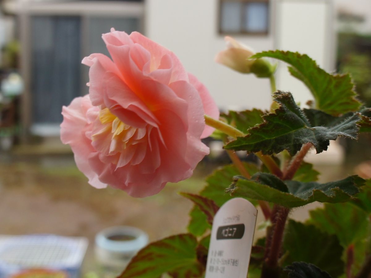 今日はまだ雨