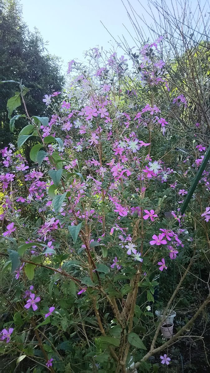 出迎えてくれたお花