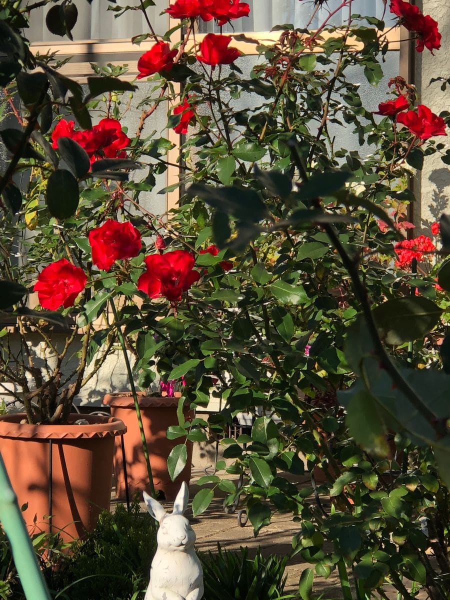 花友さんの薔薇の庭