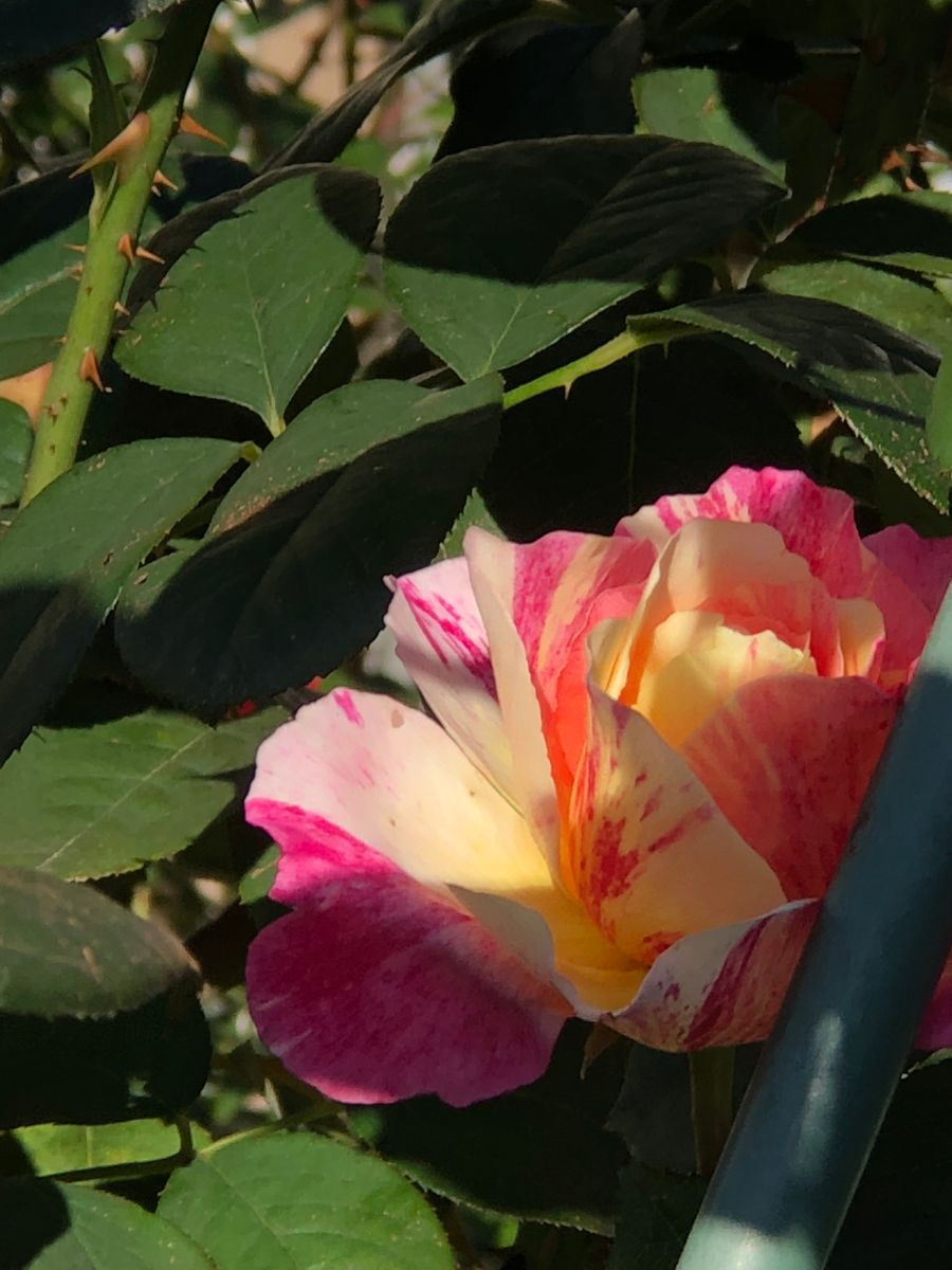 花友さんの薔薇の庭