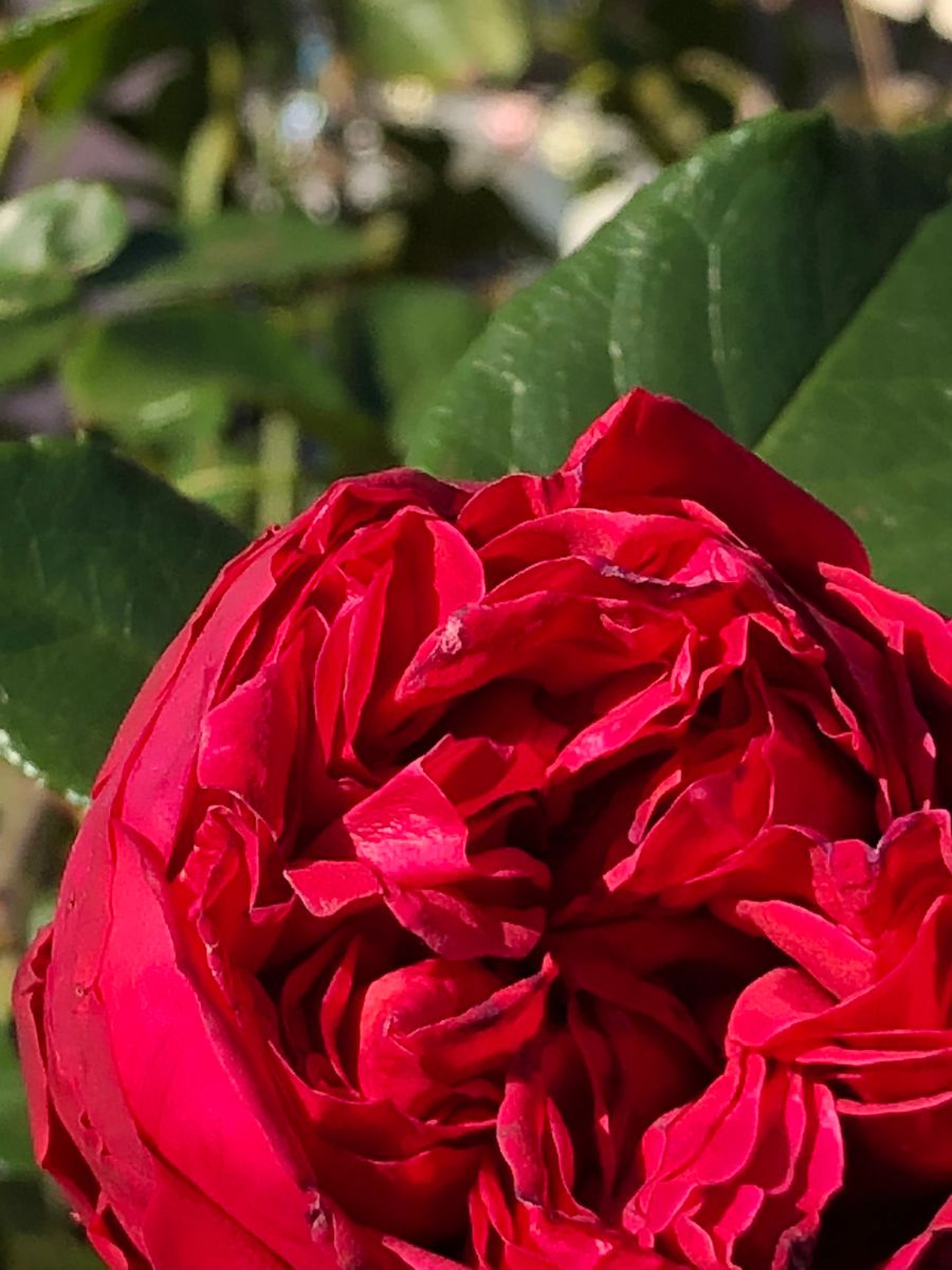 花友さんの薔薇の庭