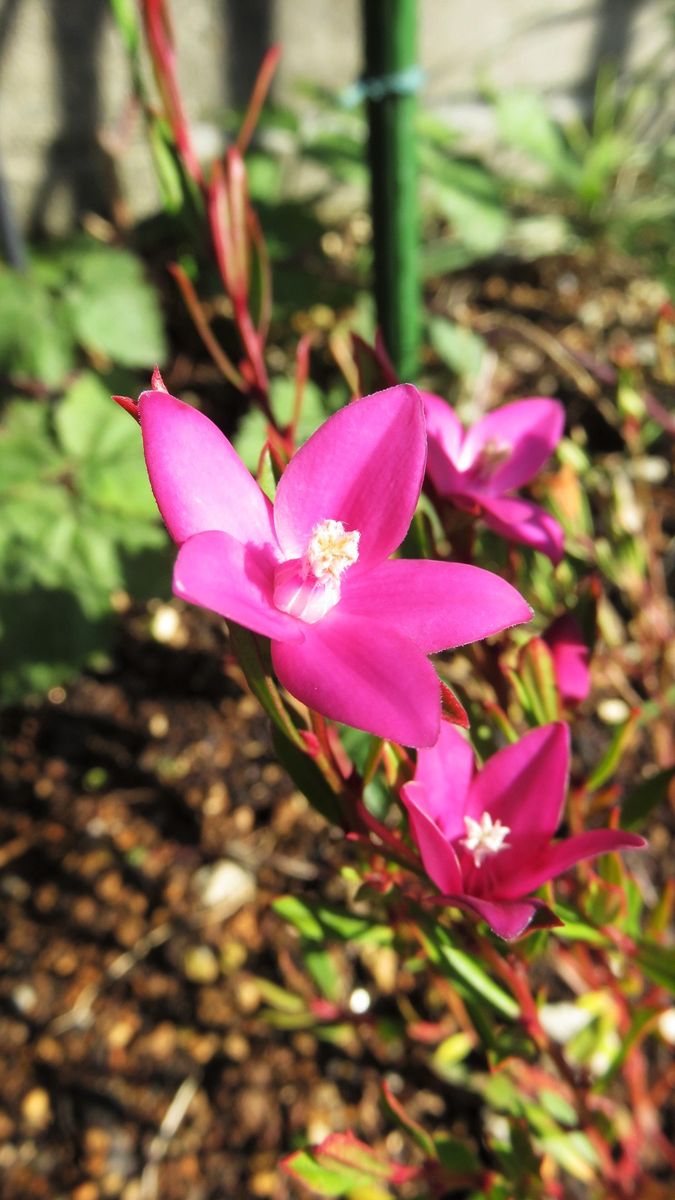 新旧表と裏の花