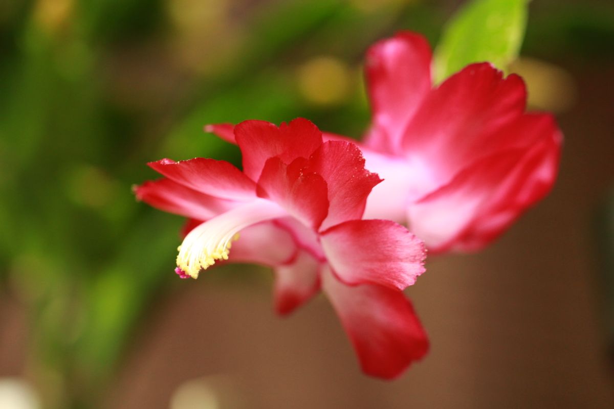 一番開花はピンキー