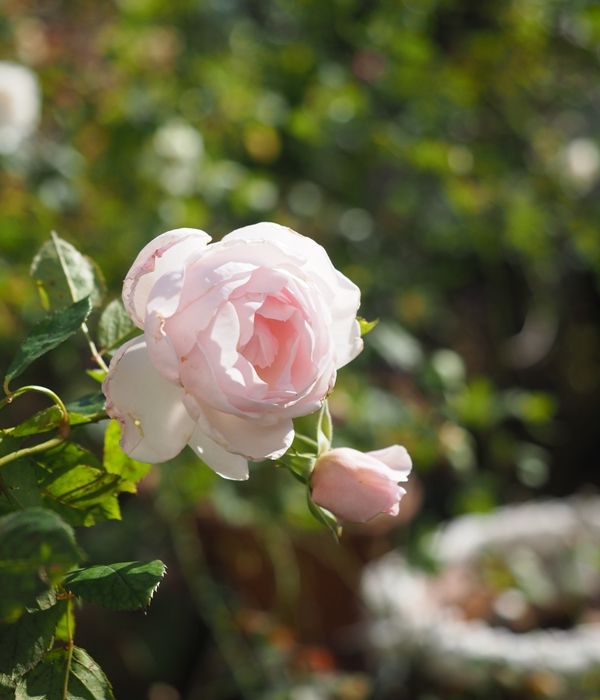 春の花のような….