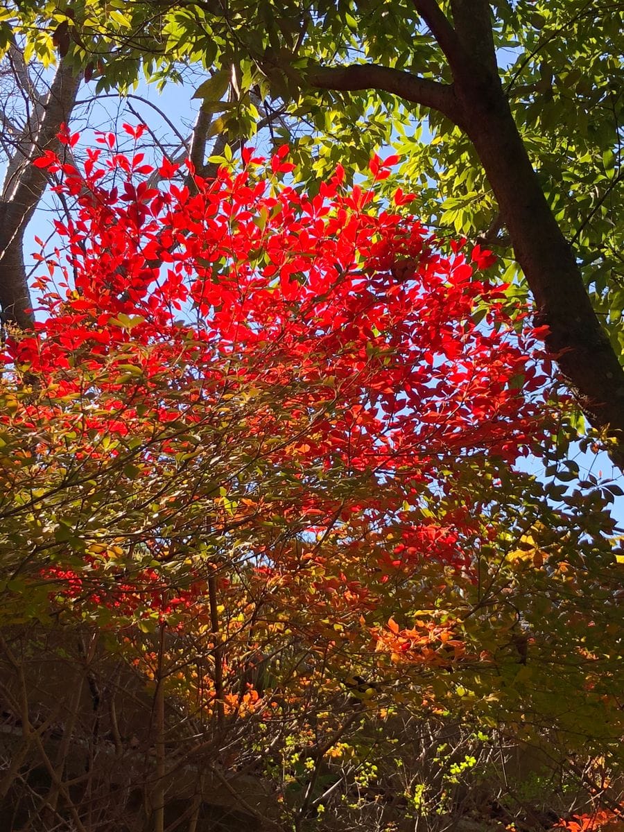 貸切の公園