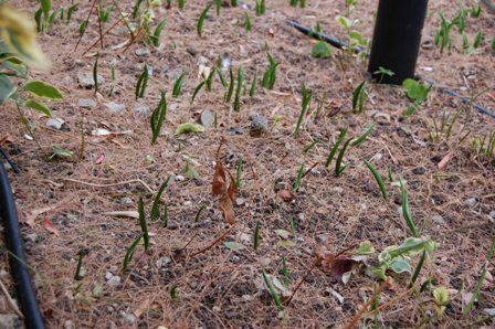 出た出た！芽が出た！