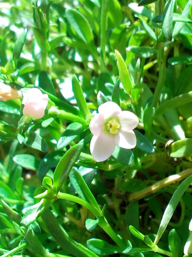 小町りんどう＊胡蝶蘭＊リース