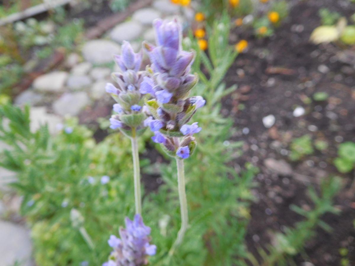 夏の花　冬の花　四季咲きの花