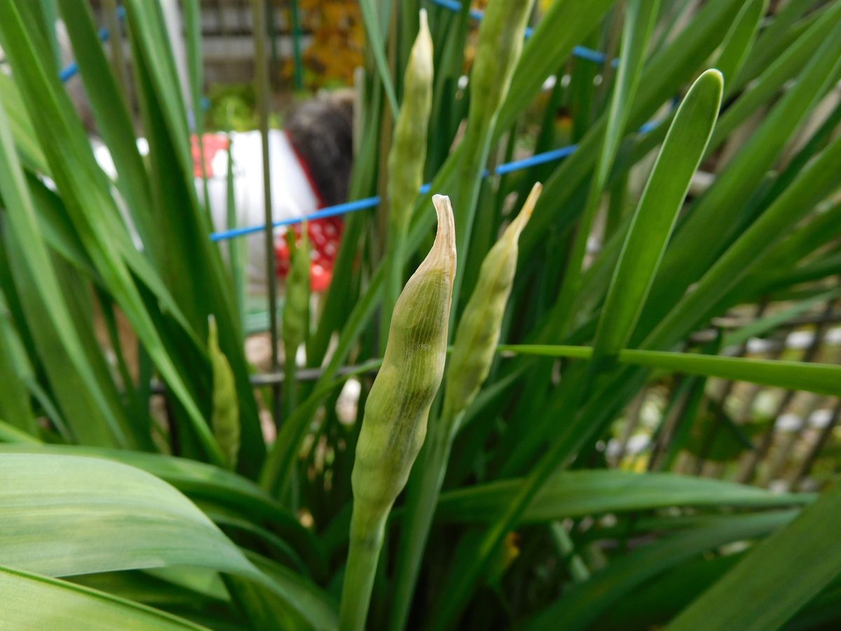 夏の花　冬の花　四季咲きの花