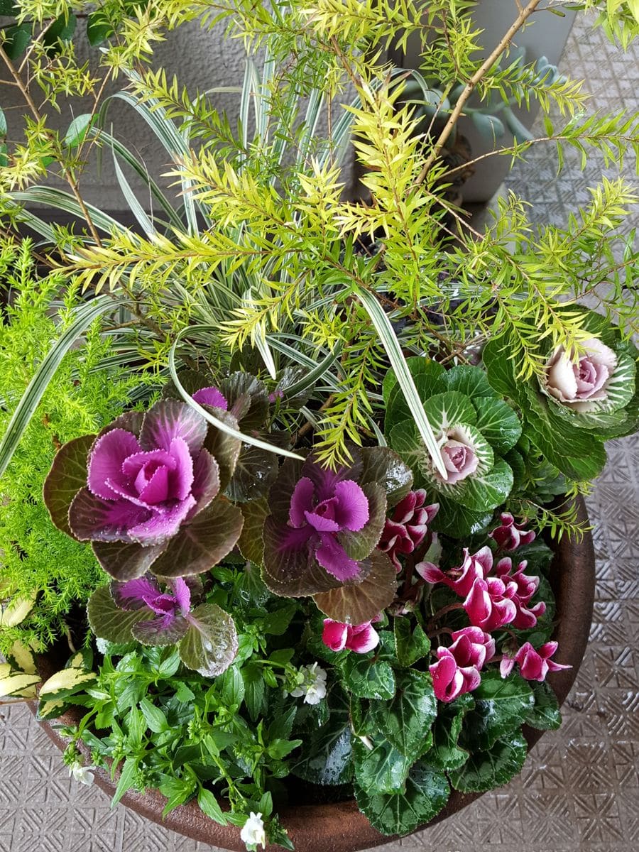 冬の寄せ植え❗雨の午後作ってみました😃