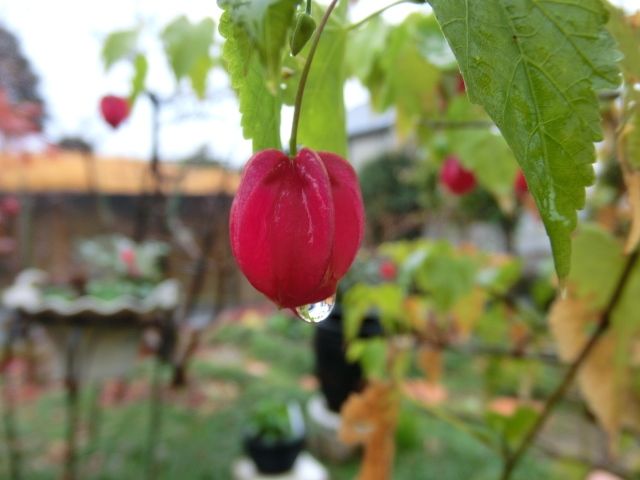 雨のお庭から・・・・②