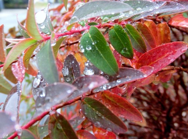 雨のお庭から・・・・②