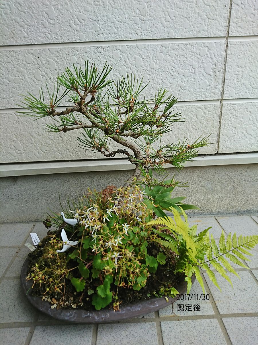 寄せ植えの松の剪定をしました