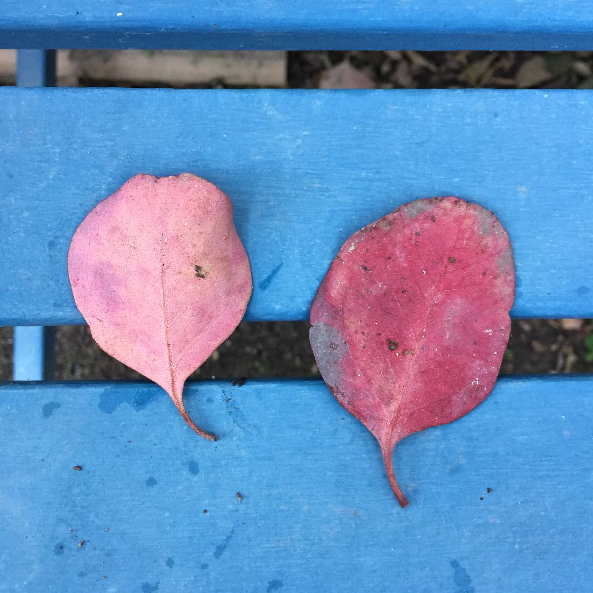 丸葉ユーカリ ポポラスの紅葉を願う(●´ω｀●)