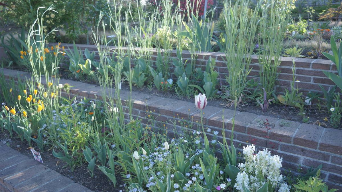 昨年の5月の花壇です