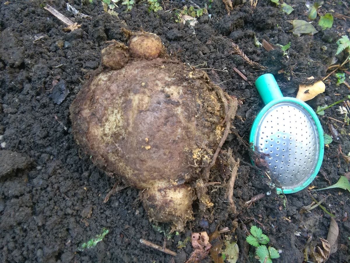 ムサシアブミ　植え付け