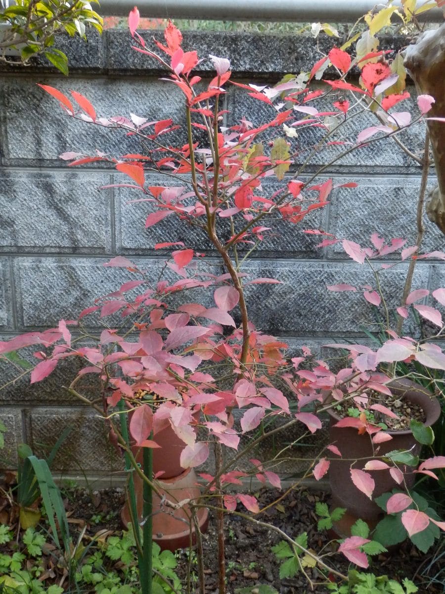 庭木の紅葉