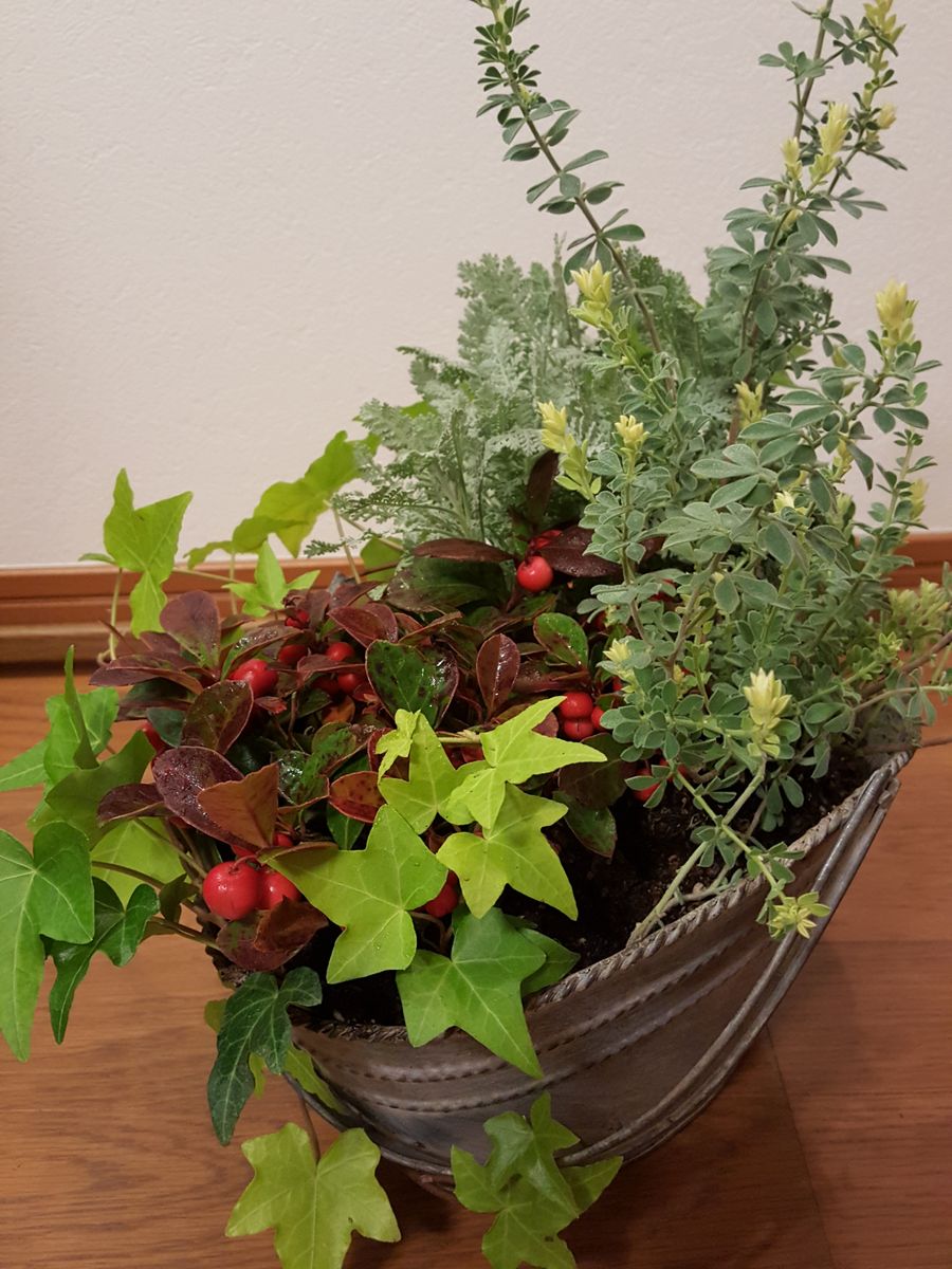 クリスマス🎄に向かっての寄せ植え作り❗