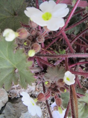 ようやく開花