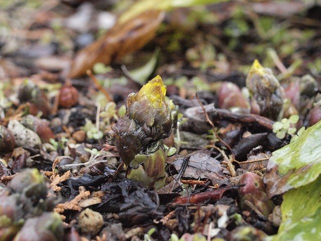 セツブンソウの芽