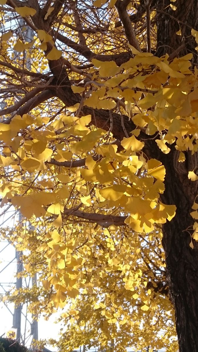 イチョウの紅葉