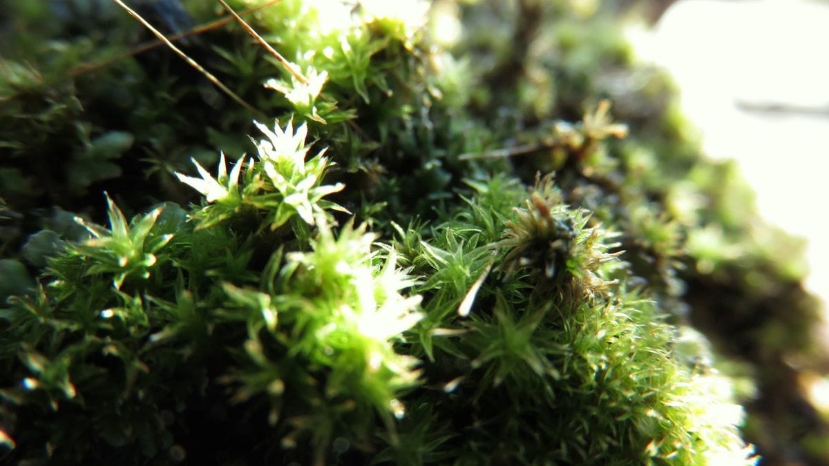 逆光で透けて輝く苔の森