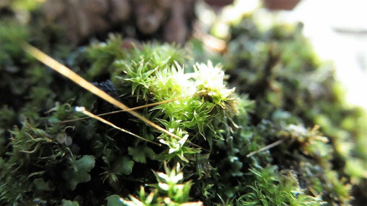 逆光で透けて輝く苔の森