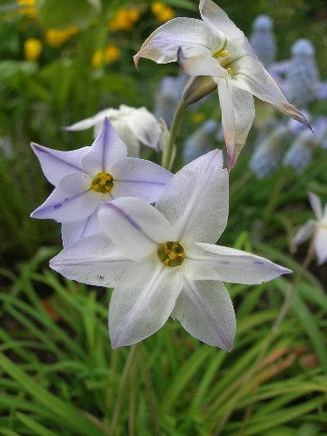 さわやかブルーの小花