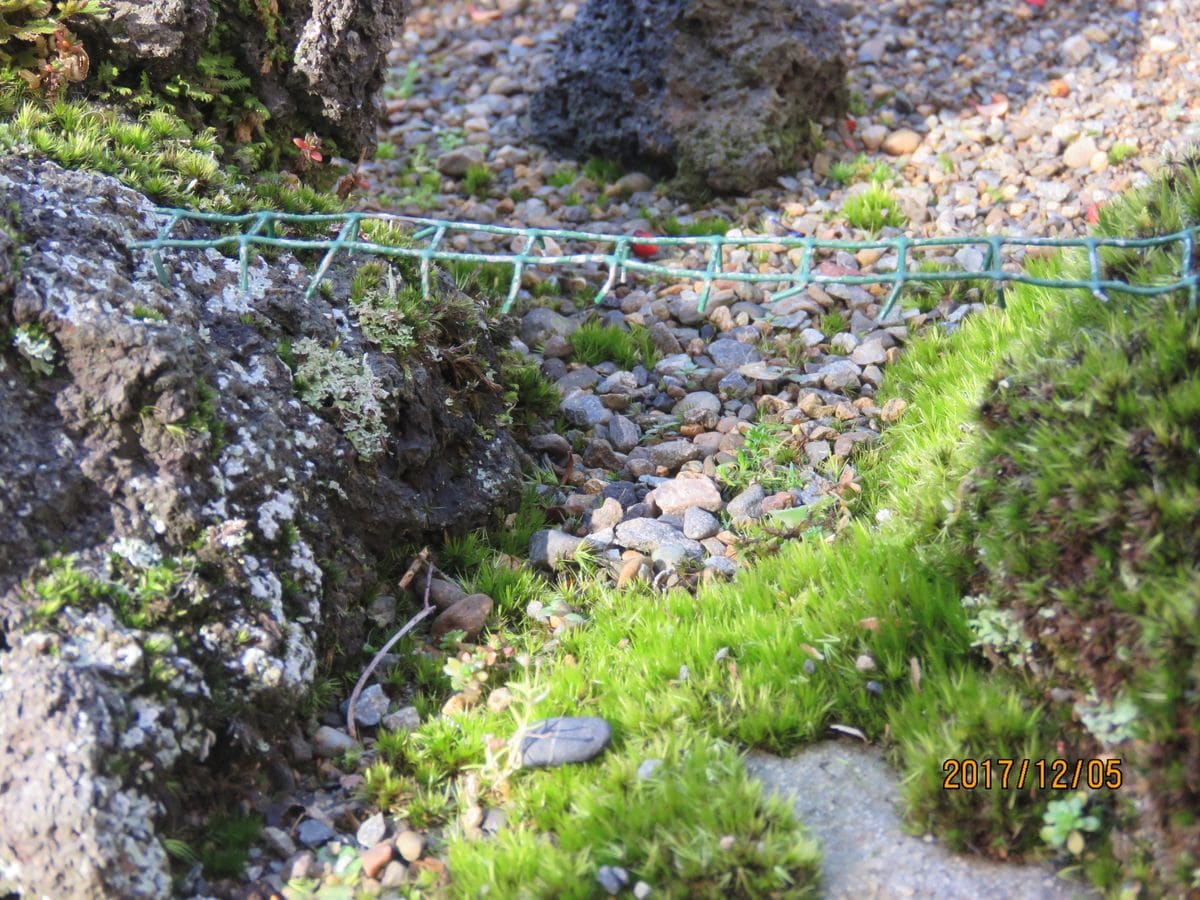 苔庭・壊れかけた橋