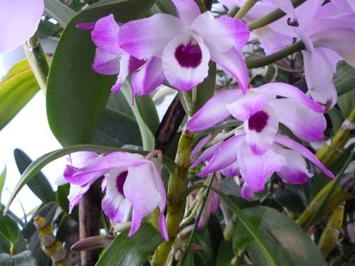 Den.Snowflake'Otome'