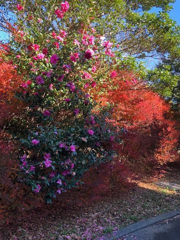 山茶花と紅葉🍁