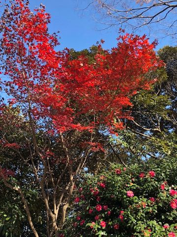 山茶花と紅葉🍁