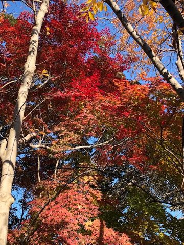 山茶花と紅葉🍁