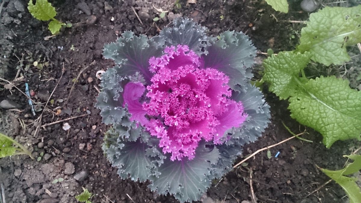 お正月の飾り花