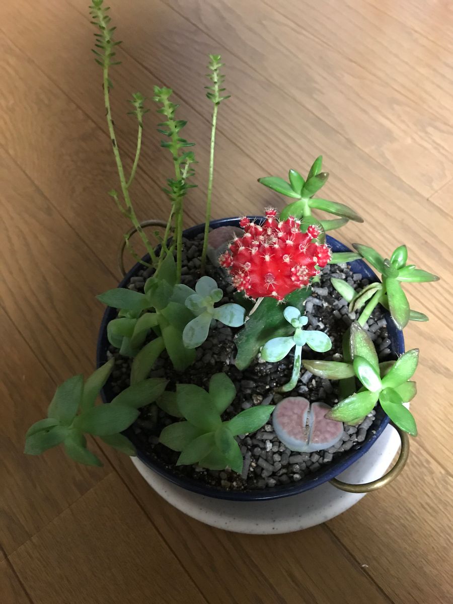 多肉植物の寄せ植えー再構成