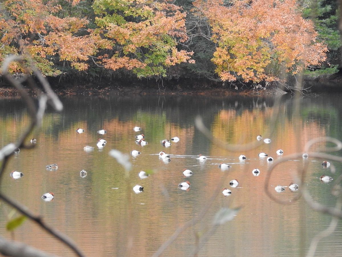 緑啄木鳥と冠鳰