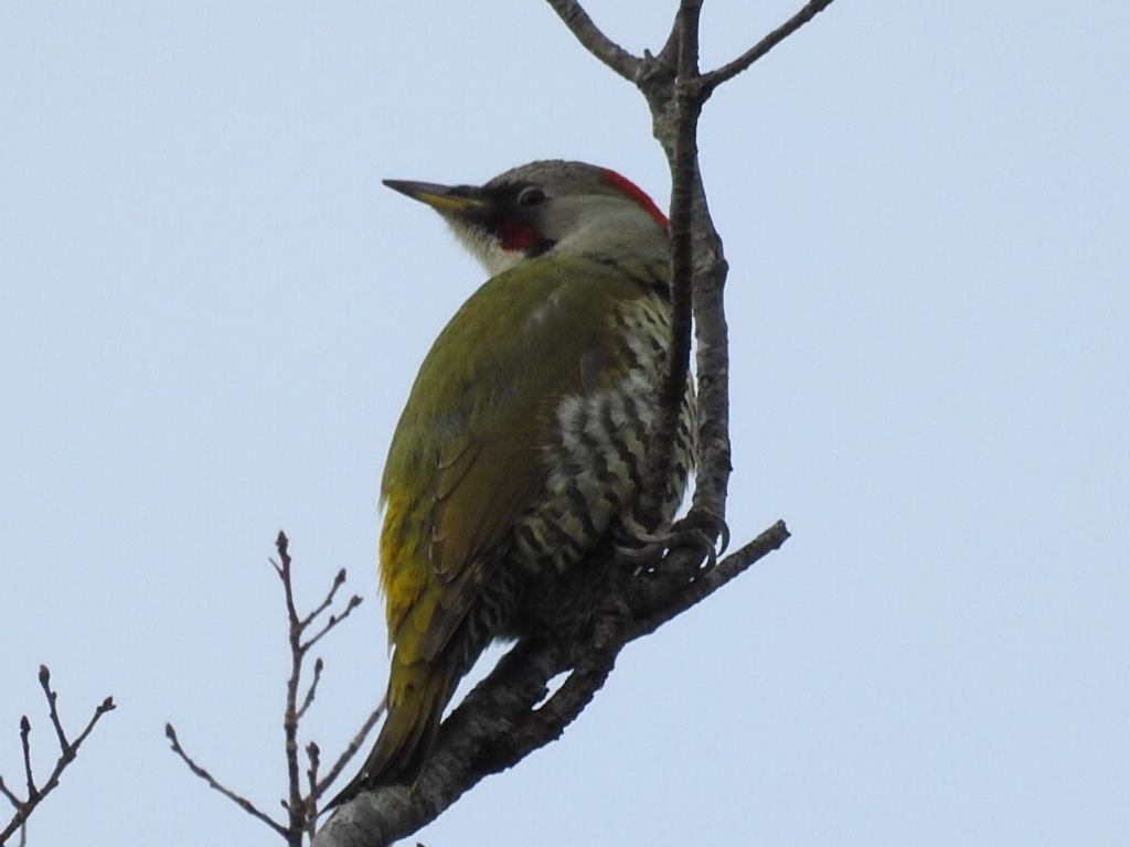 緑啄木鳥と冠鳰