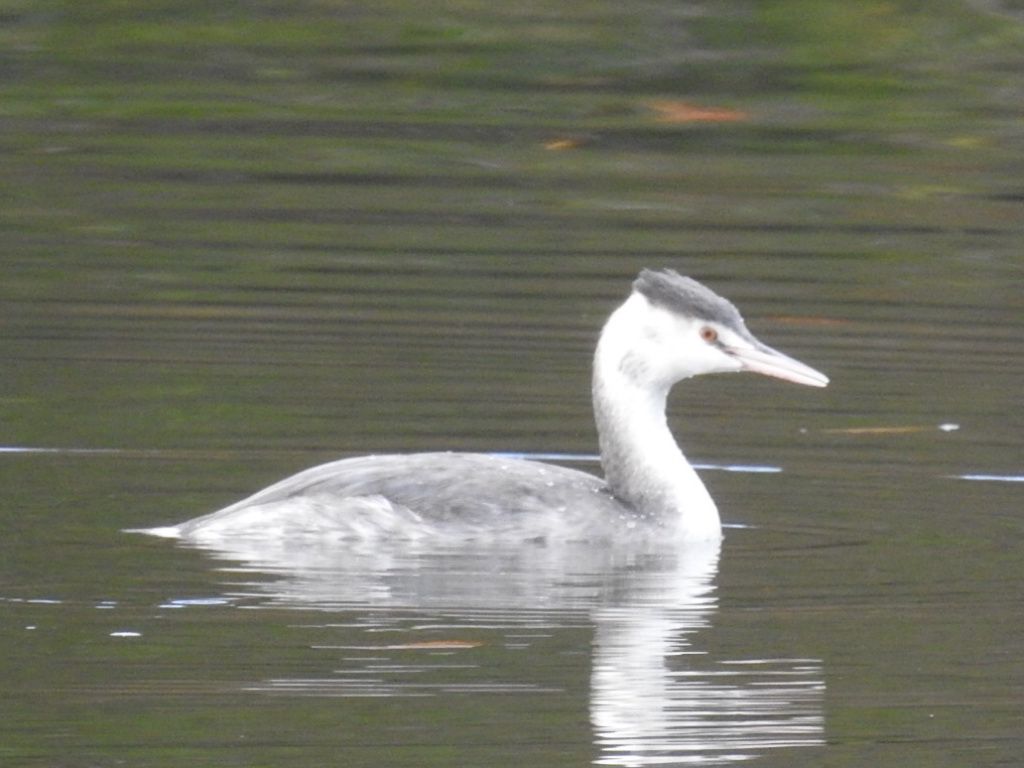 緑啄木鳥と冠鳰