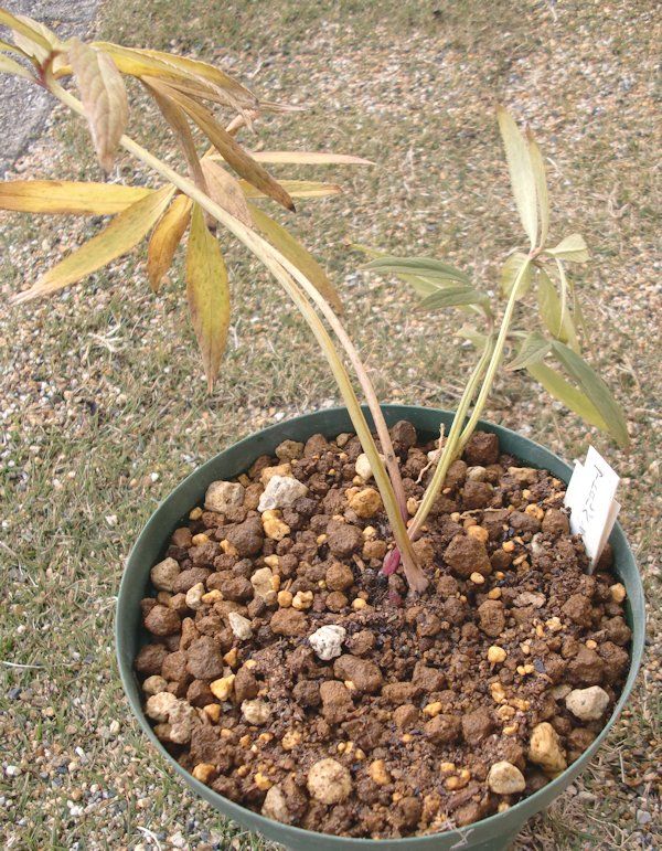 デュメ・アトロ植え替え