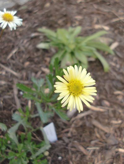 細々と咲く花