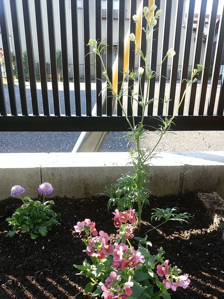 花壇に仲間入り