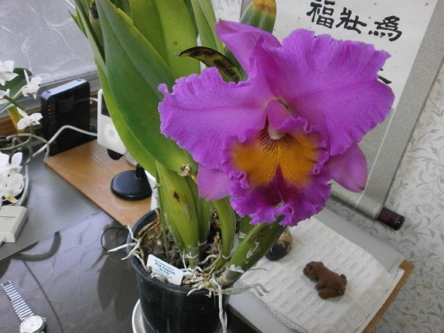 C.Pink Empress'Ju-Sen'