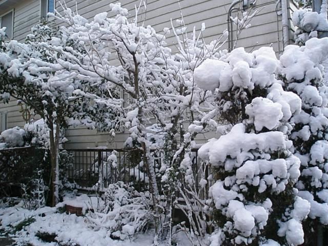 どか雪