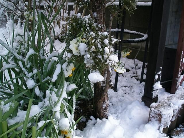 どか雪