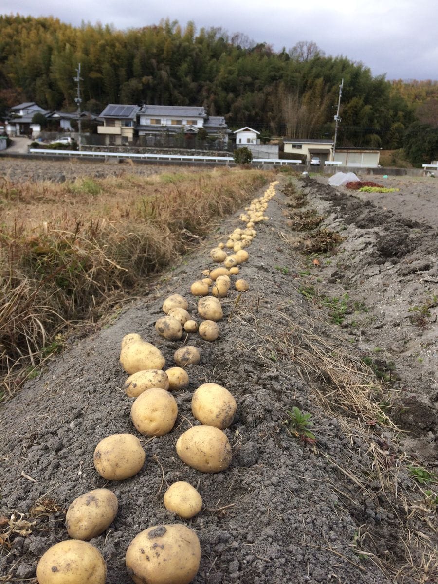 秋ジャガ収穫