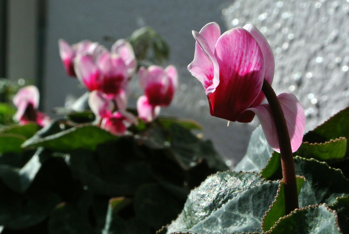 今日の花便り。①(17/12/15) (^_^)v